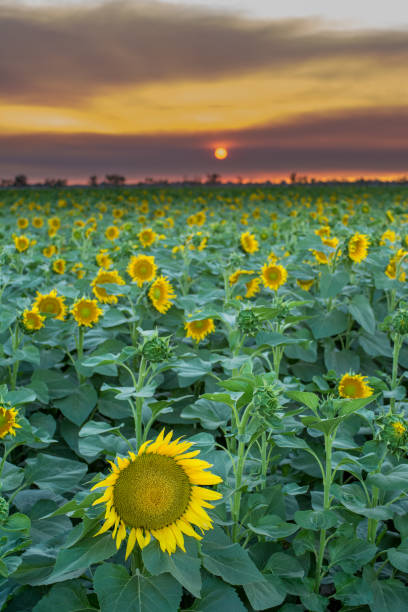 istock sunflower agriculture field at sunset 1199575995