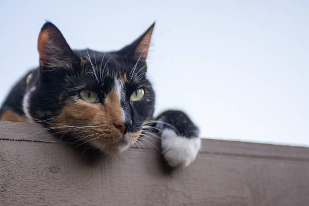 tri color calico cat hanging over roof ledge.