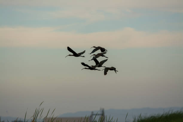 istock glossy ibis flock flying over rice paddy 1199576066