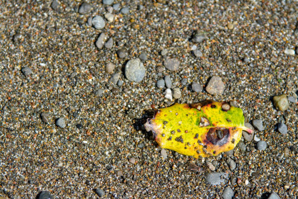 istock small yellow leaf washed ashore on wet sand 1199576090