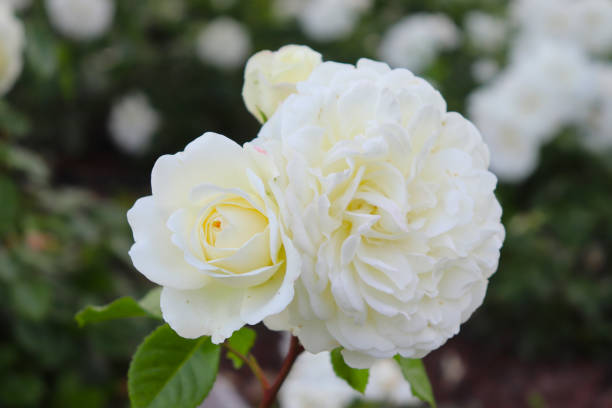 istock Beautiful white roses from the nature 1199576313