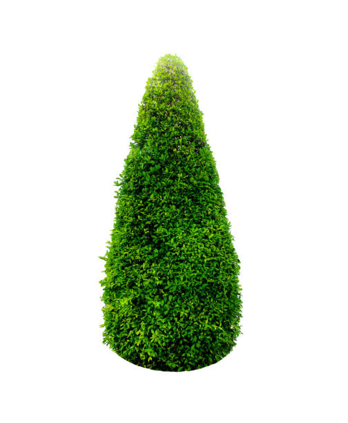 istock Bush or shrub isolated on white background 1199578623