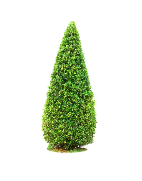 istock Bush or shrub isolated on white background 1199578688