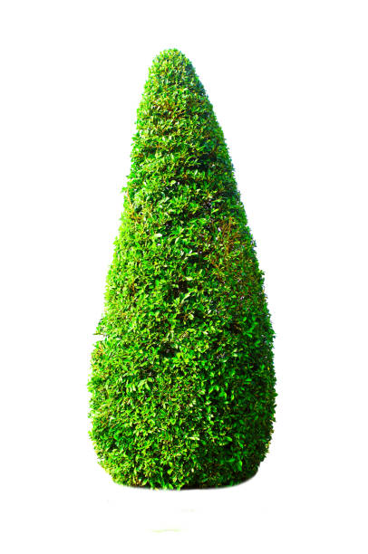 istock Bush or shrub isolated on white background 1199579437