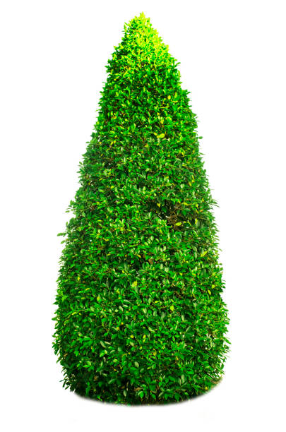 istock Bush or shrub isolated on white background 1199579441