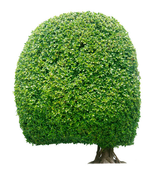 istock Bush or shrub isolated on white background 1199579505