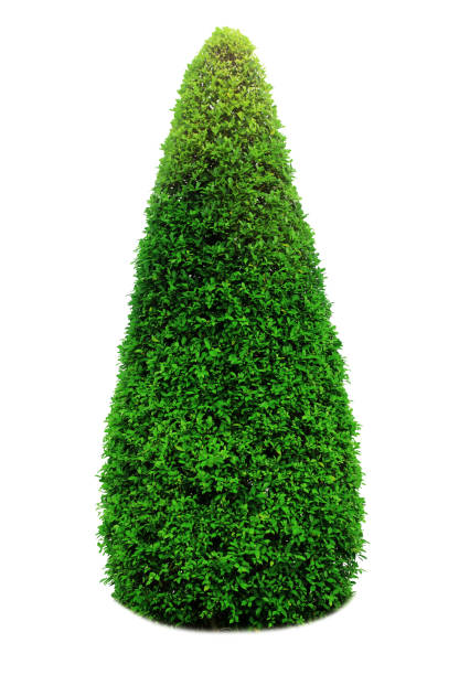 istock Bush or shrub isolated on white background 1199579646