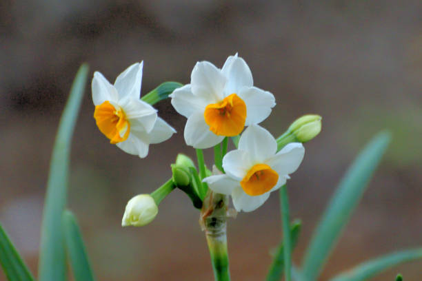 narcisse tazetta / narcisse paperwhite - flower winter narcissus daffodil yellow photos et images de collection