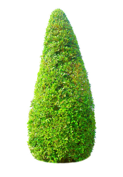 istock Bush or shrub isolated on white background 1199579714