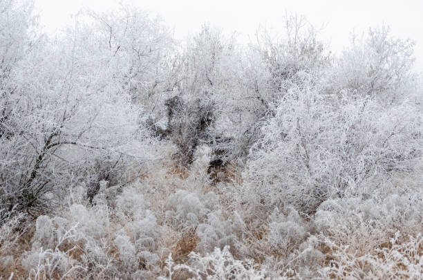 istock Frosty grass on a winter day 1199580830