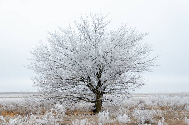istock Frosty trees on a winter day 1199580864