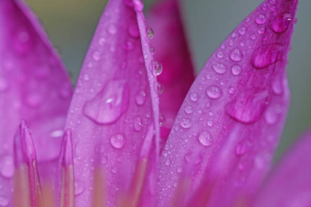 istock Water drop on lotus flower 1199582468