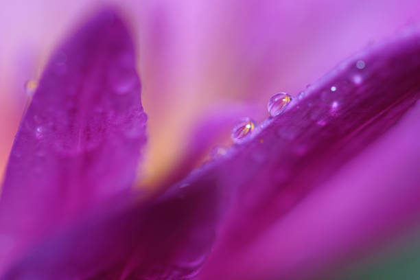 istock Water drop on lotus flower 1199583024
