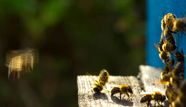 istock Hard guard bees for beehives 1199583291