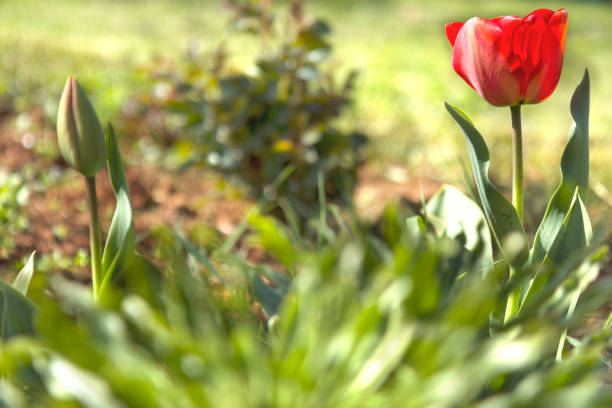 庭の新鮮な赤いチューリップの花 - 2649 ストックフォトと画像