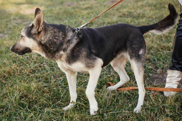 緑の公園でボランティアとリードで歩くかわいい野良犬。避難所の概念からの採用。混合品種ジャーマンシェパード犬。散歩中の甘い黒と灰色の犬 - german shepherd animal black purebred dog ストックフォトと画像