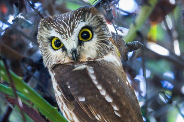 Northern Saw-Whet Owl stock photo