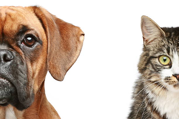 Dog and cat. half of muzzle close up portrait on a white background