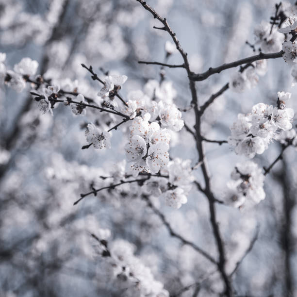 istock Apple tree branch with a flower. Sunny spring day. The background is fuzzy. 1199590733