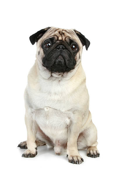 istock Funny pug puppy 119959318