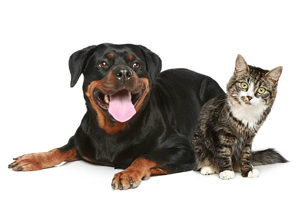 istock Rottweiler and cat lies on a white background 119959336