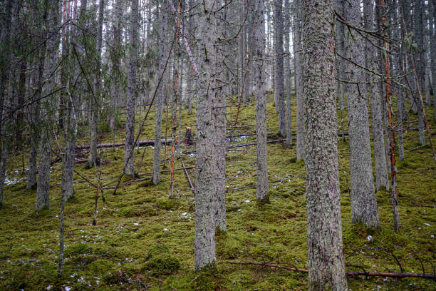 istock moss covered pine and spruce treeforest in winter with some earlie snow 1199594390