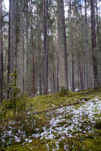 istock moss covered pine and spruce treeforest in winter with some earlie snow 1199594394