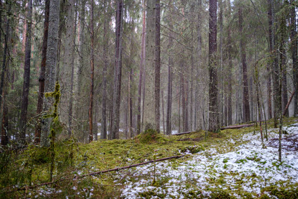 istock moss covered pine and spruce treeforest in winter with some earlie snow 1199594411