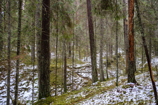 istock moss covered pine and spruce treeforest in winter with some earlie snow 1199594412