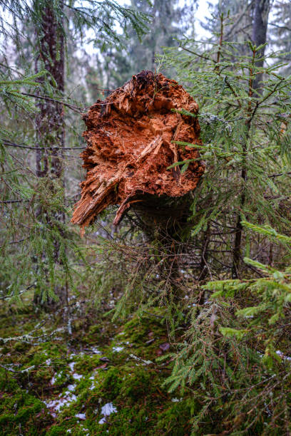 istock old broken tree trunk stump covered with moss in wet forest 1199594512