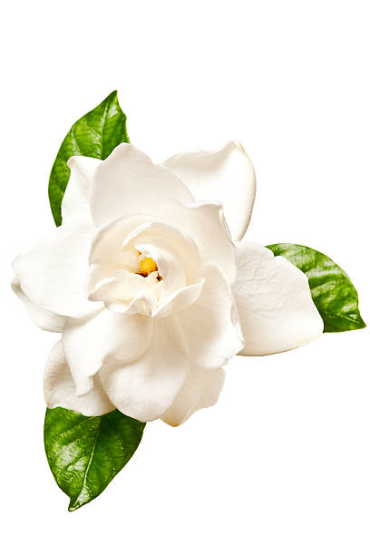 istock White Gardenia Blossom Isolated 119959455