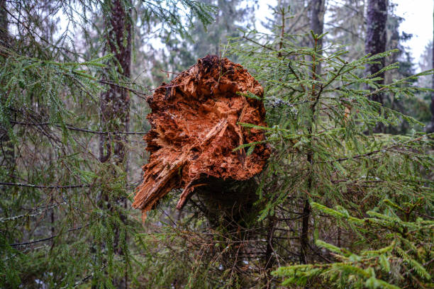istock old broken tree trunk stump covered with moss in wet forest 1199594553