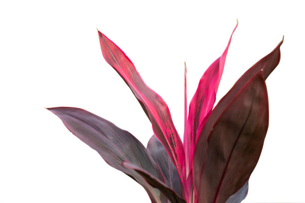 istock Ti plant cordyline frusticosa 1199596557