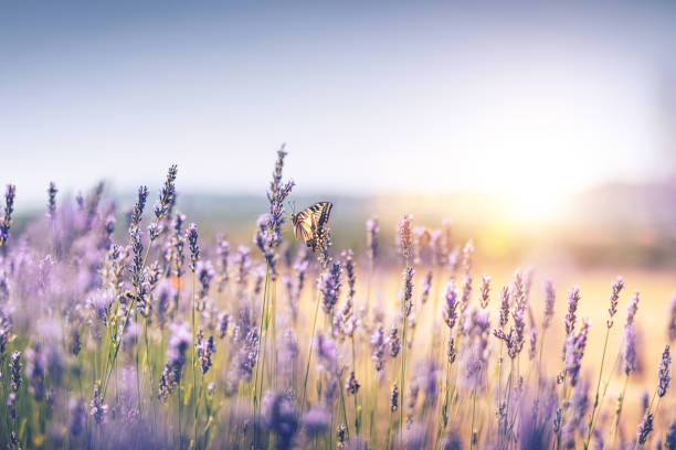 lavendelfeld mit schmetterling - schwalbenschwanzfalter stock-fotos und bilder