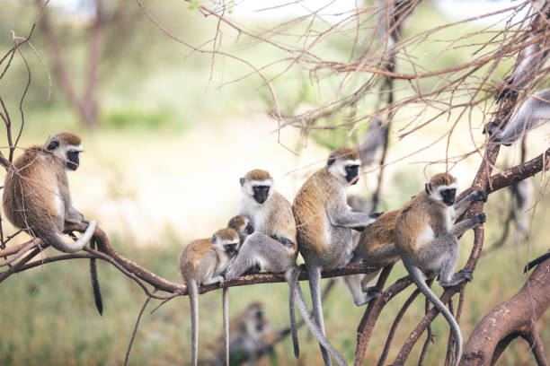 familia mono - beauty in nature day animal monkey fotografías e imágenes de stock