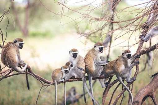 Monkey family sitting on a tree (Tarangire National Park, Tanzania).