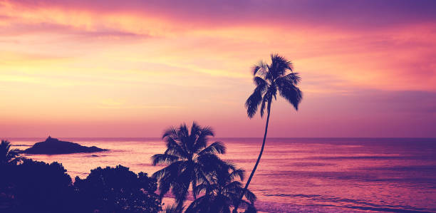 istock Tropical beach with palm tree silhouettes at sunrise. 1199598501