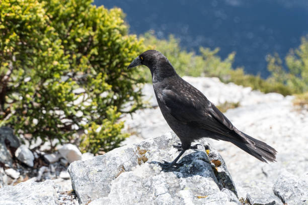 istock black crow on a rock with green bush 1199600015
