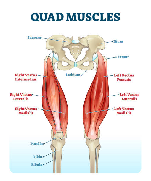 quad-bein-muskeln anatomie beschriftet diagramm, vektor-illustration fitness-poster - ischium stock-grafiken, -clipart, -cartoons und -symbole