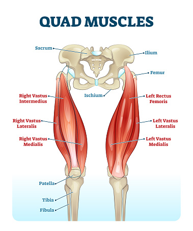 Quad leg muscles anatomy labeled diagram, vector illustration fitness poster. Sports physiotherapy educational information. Healthy muscular structure and bones. Vastus femoris, lateralis and medialis