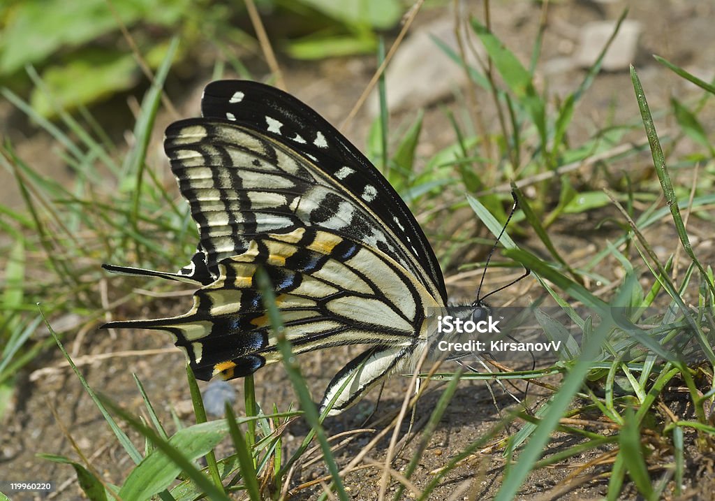 Borboleta (Papilio xuthus) - Royalty-free Animal Foto de stock