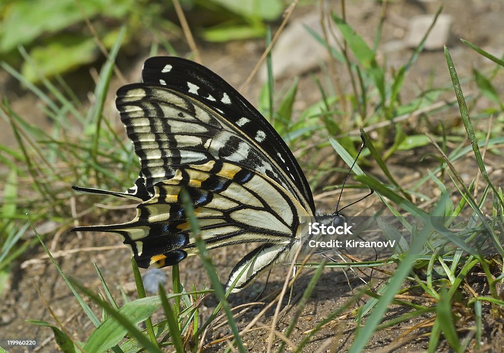 Бабочка (Papilio xuthus) - Стоковые фото Бабочка роялти-фри