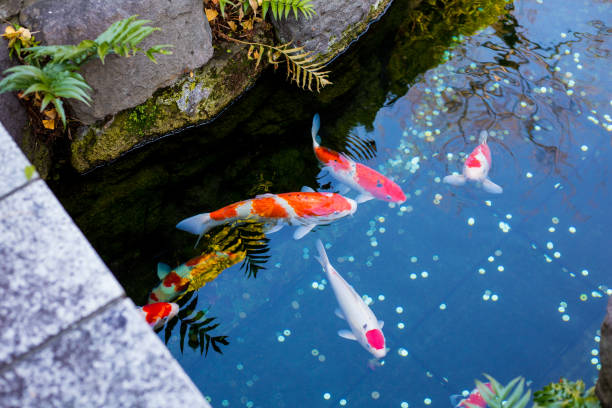 istock Fancy carps fish are swimming in water, Colorful Koi fish. 1199602484