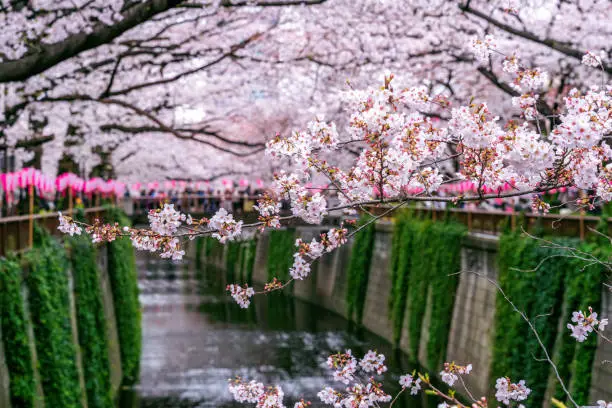 Photo of Cherry blossom rows along the Meguro river in Tokyo, Japan