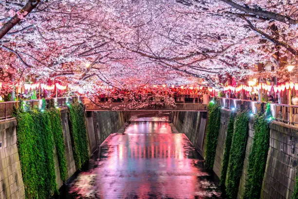 Photo of Cherry blossom rows along the Meguro river in Tokyo, Japan