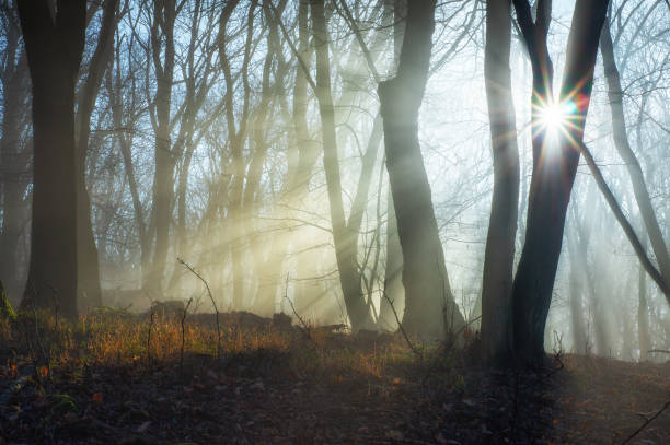 istock Rays of sunlight in misty forest 1199604511