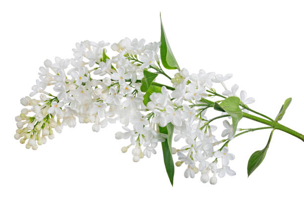 istock isolated pure white lilac with green small leaves 1199605364