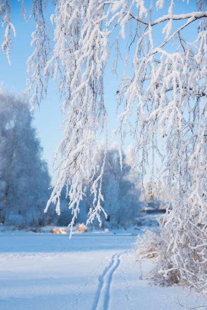 istock Winter sunny landscape with birch in hoarfrost 1199606571