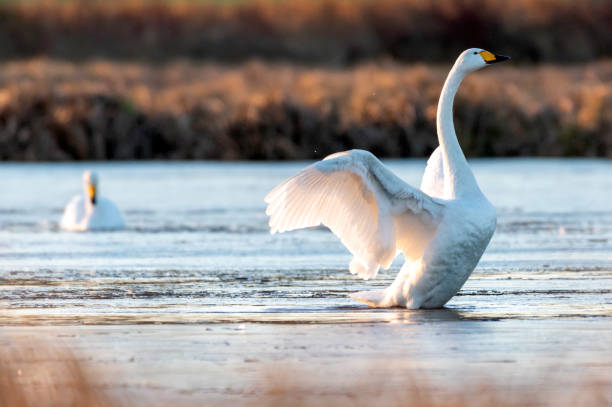 whooper swan in natural habitat. early morning on swamp erens. - whooper swan imagens e fotografias de stock