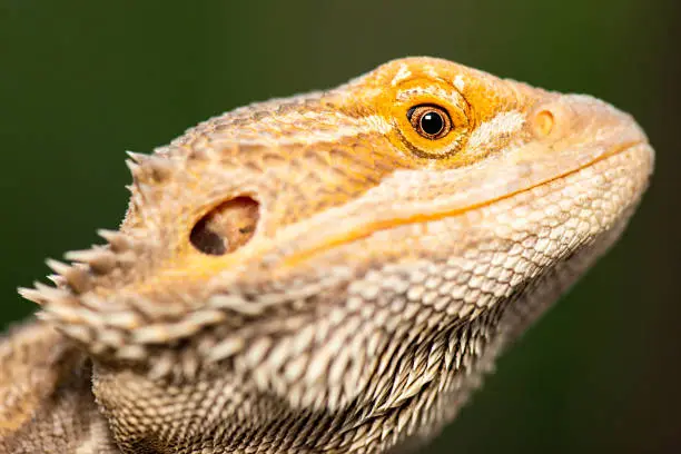 Pogonas are a genus of reptiles containing eight lizard species which are often known by the common name bearded dragons. The name "bearded dragon" refers to the "beard" of the dragon, the underside of the throat.